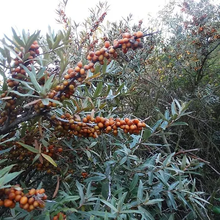 Aanzee Daire Hoek van Holland